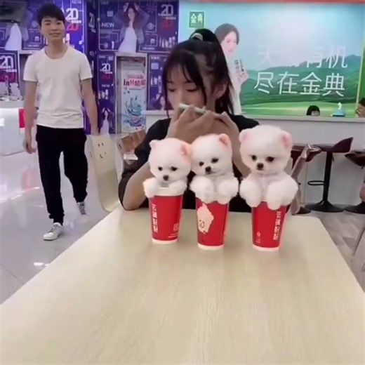 An adorable puppy that everyone loves #pets #cute #baby