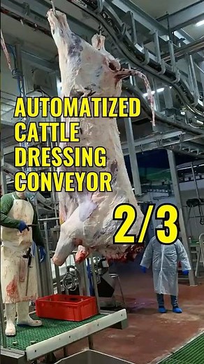 🐂 CATTLE DRESSING CONVEYOR | Part 9 (2/3) | Exploring the World of CATTLE Processing Equipment