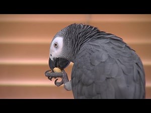 Bird in viral TikTok videos catches eye of academics