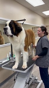A well-groomed pet starts with a calm and organized salon 🧼🐶🤍 #PetGroomingSalon #DogCare | Paws A Salon