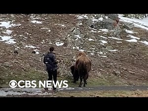 Bison charges at man in Yellowstone National Park after he got too close