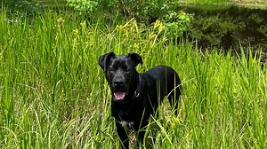 'He never barked. He never saw it.' Alligator attacks, eats dog in Greenway Trail