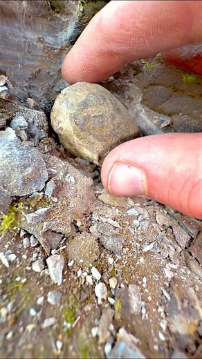 Check out this brown shell fossil that we found hiding within soft shale whilst fossil hunting on the beach! It’s not the biggest of finds but still nice to see! A lovely shiny shell over 185 million years old perfectly preserved! 🦖🦕🏝 Thanks for supporting our page! 🐊 #natural #nature #fossil #fossils #ancient #animals #art #ammonite #ammonites #dinosaur #scientist #minerals #paleontology #whitby #geologist #dorset #geology #charmouth #jurassic #yorkshire | Yorkshire Fossils