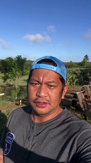 Gamefowl Conditioning, Breeding, and Medication Tips