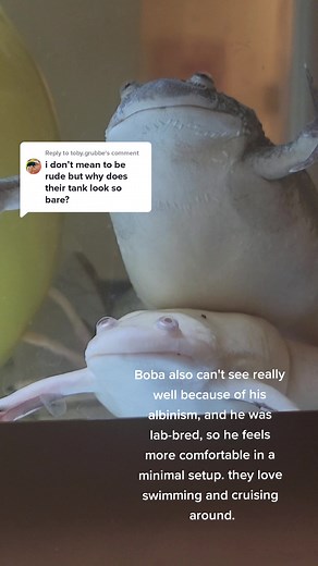 Minimal Tank Setup for African Clawed Frogs | Xenopus Habitat