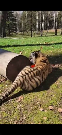 Cute tiger having fun #cuteanimals #tiger #cutetiger