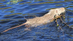 Fresh concerns over possible spread of rat-like coypu