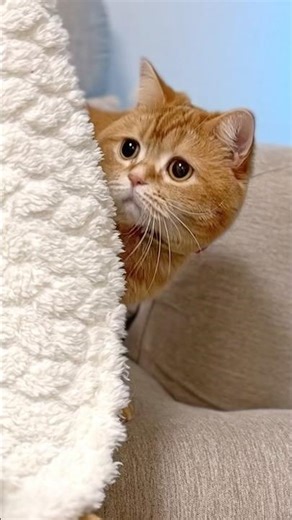 Tiny Friends, Great Teamwork 🥚