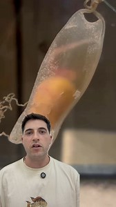 Salva a un tiburón en su acuario 😱 #curiosidades #playa #animales #peces #fishing #truco #oceano #huevo | Planeta Hostil - Curiosidades, Animales y Naturaleza.