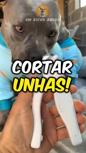 How to cut your dog's nails without fear at home!