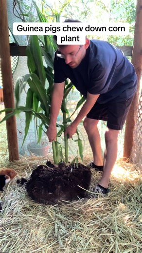 Feeding Pigs with Corn Plants: A Unique Choice