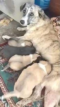 She Could Not Walk But She Carried Her Puppies Through Love Alone