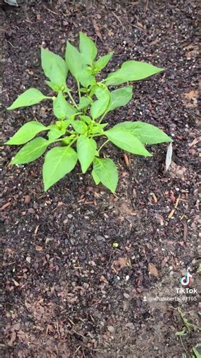 #gardening