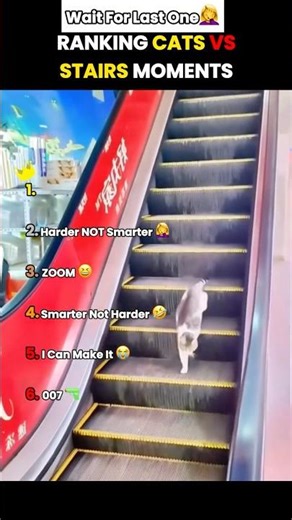 Stairs: 1 | Cat: 0 🐱