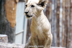 Cub Videos, Download The BEST Free 4k Stock Video Footage & Cub HD Video Clips