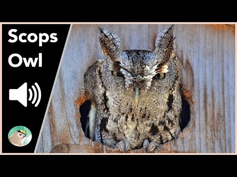 Scops Owl - Sounds