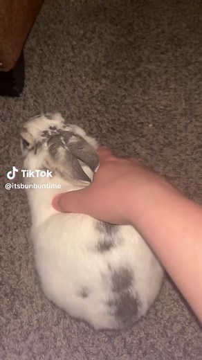 Funny and Cute Bunny Dance Moments