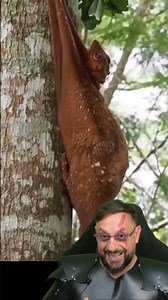 Colugo no Brasil? Não mesmo! #biologohenrique #animais #bichoesperto #biologo