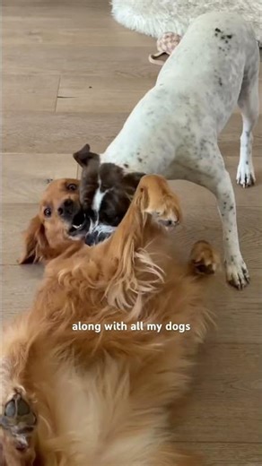 This Rescue Dog Needs Your Help 🤍