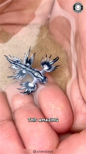 Blue Sea Dragon 🌊 Do NOT Touch This Creature! #glaucusatlanticus #blueseadragon #bluedragon #seadragon #oceancreatures #oceancreature #seacreatures #seacreature #sealife #oceanlife #oceanlover | 1 Minute Animals