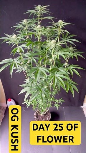 OG KUSH (DAY 25 OF FLOWER)