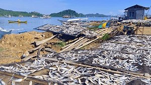 Fish being sun-dried at the docks in Placer, Surigao Del Norte, highlighting the significant dried fish industry in the Philippines.