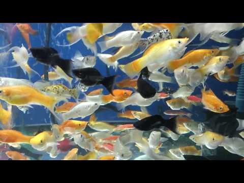 Những con cá cảnh đẹp nhất thế giới/ Bể cá cảnh/ Cá vàng bơi/ The most beautiful fish in the world
