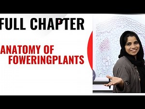 |plus one biology |chapter 6| anatomy of flowering plants| one shot| class 11