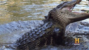 109K views · 4.4K reactions | "These animals will kill you." Head into the swamp tonight at 9/8c on #SwampPeople. | Swamp People on History | Facebook