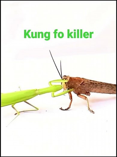 praying mantis vs grasshopper