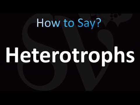 How to Pronounce Heterotrophs (CORRECTLY!)