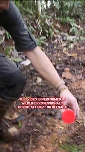 661K views · 2.6K reactions | The moment we caught the bullet ant! HUGE day for us! #bulletant #wildlife #behindthescenes #coyotepeterson | Coyote Peterson | Facebook