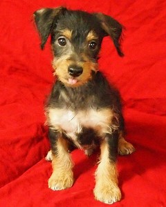 Milo the Terrier Mix