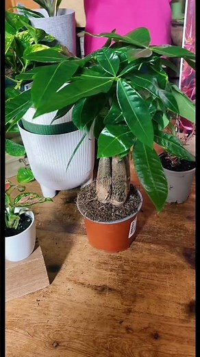 Pachira Aquatica 'Money Tree' with stunning stems & lush leaves #pachira #aquatica