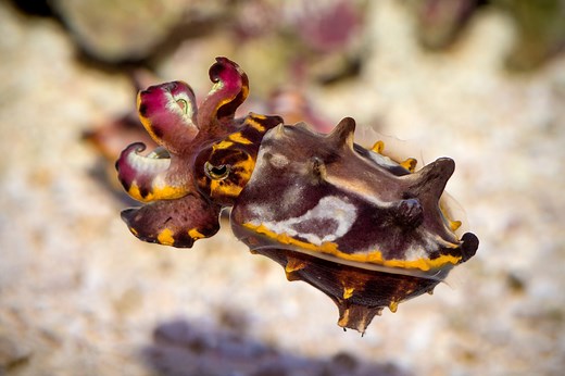 Flamboyant cuttlefish | Animals | Monterey Bay Aquarium