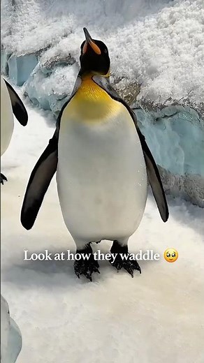 Little flappers at SeaWorld 🐧🥹 #visitabudhabi #visitdubai #javyriah #penguin