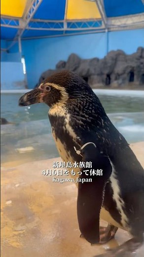 【香川パワースポット】新屋島水族館は2025 年4月7日一時休館