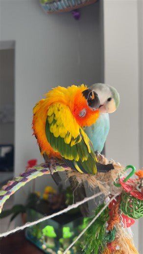 Understanding Lovebirds and Sun Conures Care