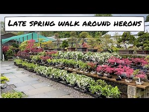 Herons Bonsai Late Spring Walk