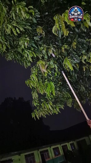 Catch a bird in a mango tree exposed to rain #bird #shortvideo #amazing