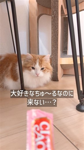 この反応…完全に察してる😂 #猫 #猫あるある #shorts