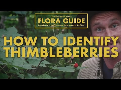 Thimbleberry - How to Identify Them! || Nerdy About Nature Flora Guide