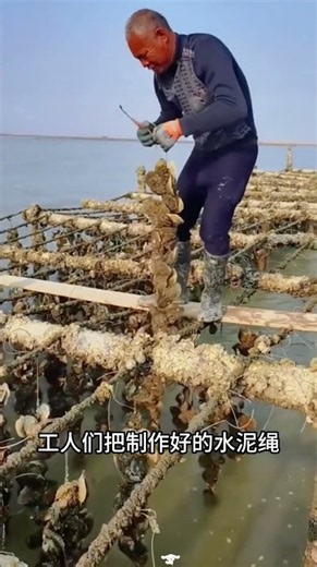 Simple way to farm oysters: coat ropes in cement, dry them, and drop them in the sea to wait for ...