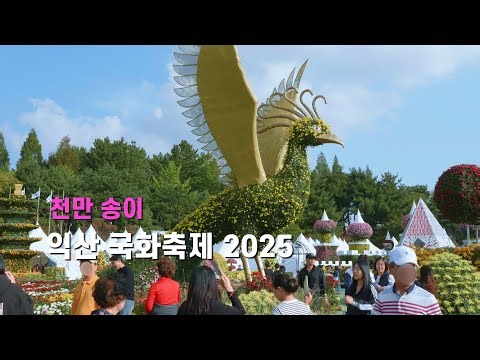 익산 국화축제 2025, 천만 송이 꽃으로 물든 도심의 정원