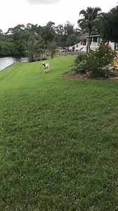 18K views · 329 reactions | ❤️AVAILABLE FOR ADOPTION Chowder is just...