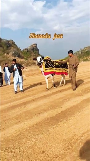 Mila Jutt/ Mudasser Video Dhok pehla