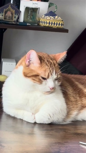 [Munchkin] Live a long life, Yukichi-kun #ShortLeggedMunchkin #Cat #LifeWithCats
