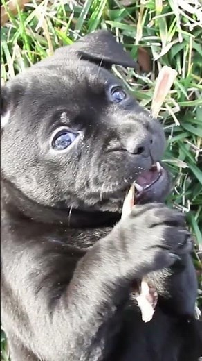 Puppy Chewing a 6” Thin Best Bully Stick | Cute Puppy Treat