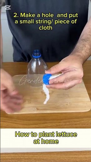 How to grow lettuce at home step by step tutorial