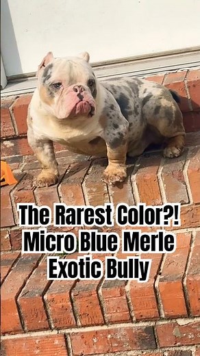 Meet the STUNNING Micro Blue Merle Exotic Bully Everyone Wants